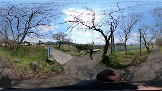 【360°動画】舞鶴市桜スポット定点観測 #2-1 2024-03-22 西舞鶴 伊佐津川運動公園横 河川敷【4K画質推奨】