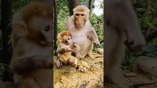 Monkeys, Baby monkey videos   BeeLee Monkey Fans #Shorts EP812