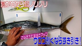 ヒラマサをすき引きで捌く！ウロコとりでごりごりよりも身がしっかりして美味さアップ