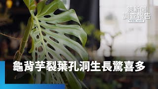 綠植明星龜背芋　裂葉孔洞生長過程驚喜多｜鏡新聞調查報告 #鏡新聞