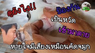 กระต่ายป่วย! ไข้หวัดกระต่ายดูยังไง พร้อมแนวป้องกัน||KeawMaRoonOsum