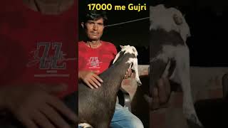 Mogli. 17000 me Gujri bakra. Kanpur bakra Mandi.