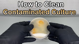 How to Save a Contaminated Mushroom Culture