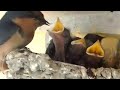 Barn Swallow Nest Hatch Day+9 | LIVE STREAM NEST CAM 15 AUG 2024 (ツバメ ライブ)