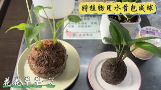 #花花草草-造景7#在苗栗的秋天看到蓮花開放的奇蹟？#分享用水苔來包裹植物的過程#報告最新的愛廚植物造景近況。