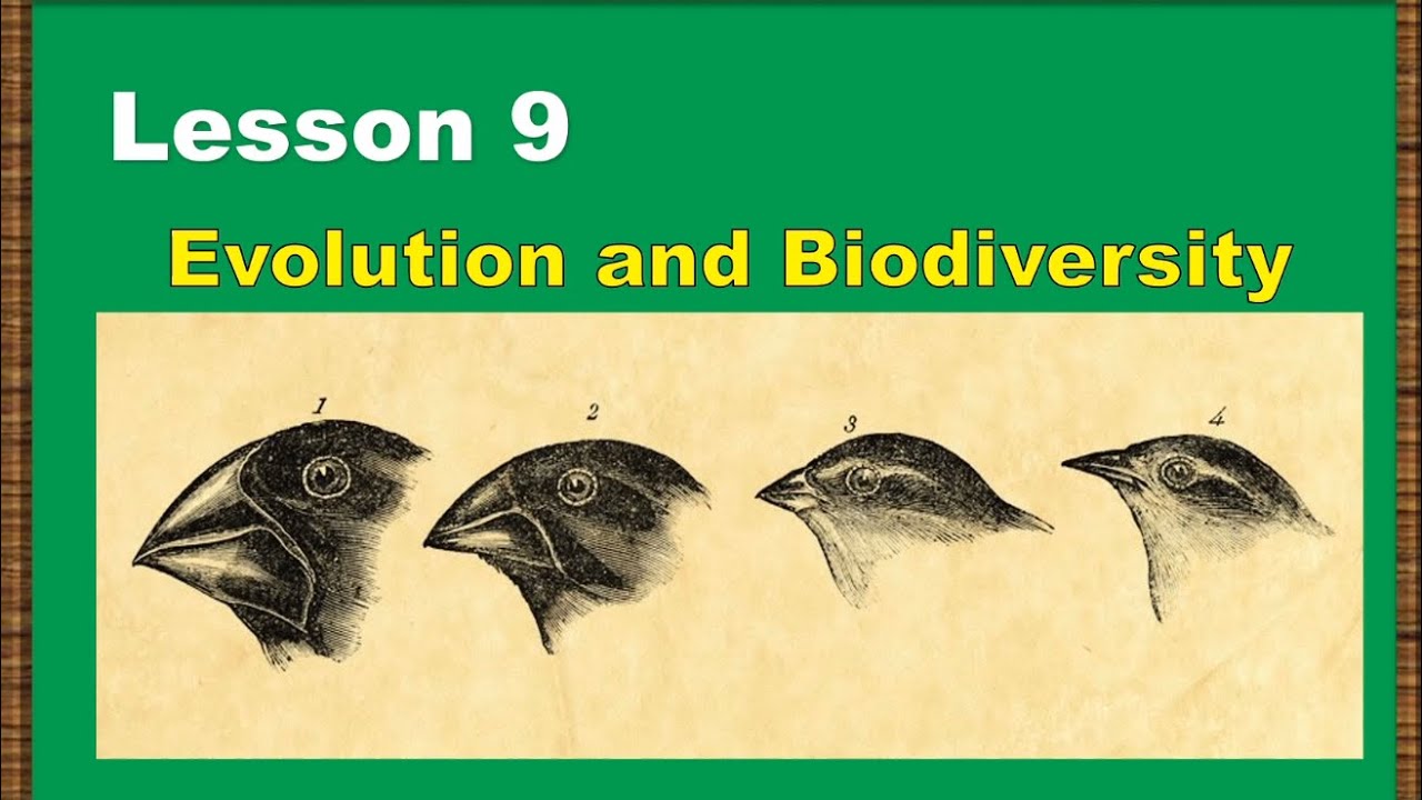 Lesson 9: Biodiversity And Evolution - YouTube