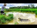 Unique Prawn Fish Trap System! Catch a Lot of Prawn, Catfish By Use Bamboo With Net at Rice Fields