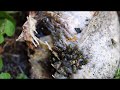 lucilia sericata timelapse