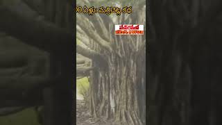 500 సంవత్సరాల మర్రిచెట్టు#