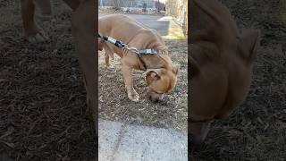 Our 130+ Pound American Bully #americanbully #bigdog #bullybreed #xlbullynation #abkcbully