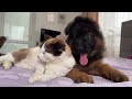 german shepherd puppy meets cat for the first time