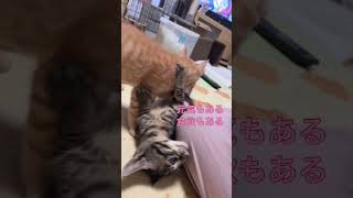 仔猫の血尿#猫#仔猫#ずっと元気でいてよ#shorts