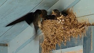 Barn Swallow Babies (Cubs) in nest -- Estonia, July 2013