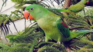 Alexandrine and Ringneck Parrots