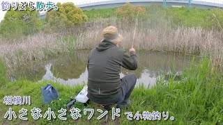 海老名 相模川の小さな小さなワンドで小物釣り。水溜まりみたいな小さな池。