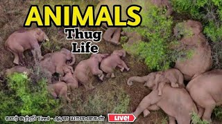 Animal thug life || யானைக் குடும்பம் || MINUTE INFO