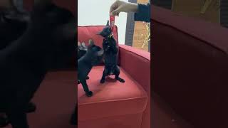 Cute kittens enjoying treats#blackcats #blackcat