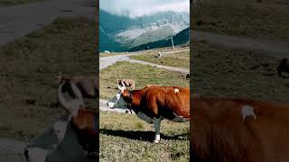 Swiss mountain Cows 📍Grindelwald #grindelwald #swiss #mountains #nature #fyp #shorts #visitswiss