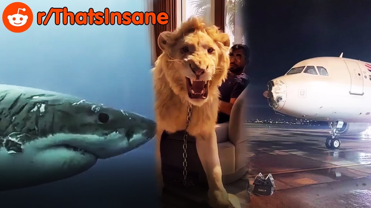 Best Of Reddit R Thatsinsane 4 Youtube