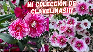 CLAVELINAS | CUIDADOS y CARACTERISTICAS de las CLAVELINAS | plants | DIANTHUS