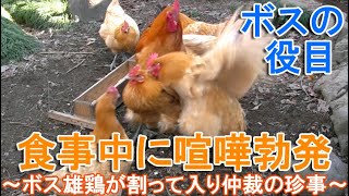 ニワトリが食事中に喧嘩～放し飼いのボス雄鶏が争う雌鶏に割って入り仲裁した珍事～