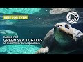 Caring for green sea turtles at the Monterey Bay Aquarium | Best Job Ever!