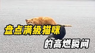 猫咪超然合集，难怪都说猫是老虎的师傅