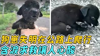 狗崽失明在公路上爬行，顫抖著求救哭得像個孩子，送往醫院後緊抱恩人不撒手讓人淚目...