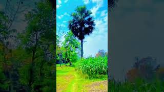 তুমি ভুলে যেওনা আমাকে আমি ভালবাসি তোমাকে ❤️🌿 #bangladesh #song #প্রকৃতি #lyrics