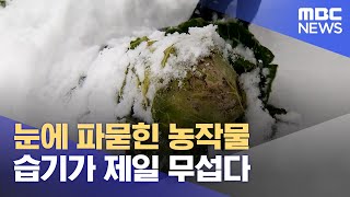 폭설·한파에 농작물도 비상 사전 예방해야 (2023.12.22/뉴스데스크/제주MBC)