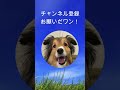 犬が賢いことがわかる動画【愛犬シェルティ ハイライト】 シェルティ 犬 可愛い