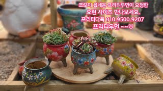 23.11.24.읍네꽃집화분~쪼꼬미 미니분에 이쁜 다육이 세뇨석 넘치게 분갈이해요.