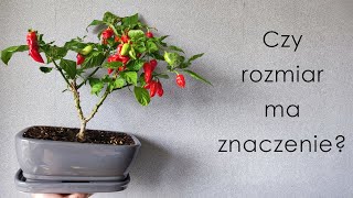 Podłogowe pogaduchy  - Czy rozmiar doniczki ma znaczenie? Co już rośnie a co się rozjechało?