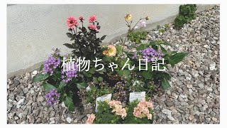 【5月･購入苗紹介】憧れの宿根草＆春から秋まで長く楽しめる一年草