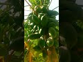 Garden papaya plant .#satisfying #shortvideo #shorts