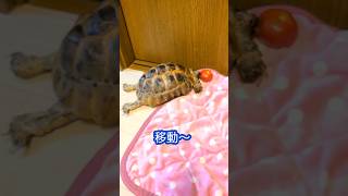 【リクガメ、ミニトマト】寝起きは困惑🎵リクガメムゥさん🎵#turtle #リクガメ #cute #かわいい #mini #tomato #ミニトマト #食べる#