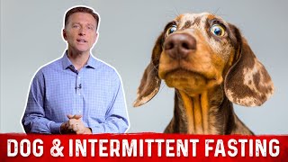 Dog Fasting: Is Intermittent Fasting Safe For Your Pets? – Dr. Berg