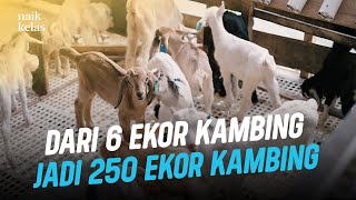 Ternak Kambing Penghasil Susu, Untung Nya Ber Kali-Kali Lipat