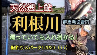 利根川。天然遡上魚が濁りでも入れ掛かる。鮎釣り!スパーク!2023（11）