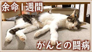 余命宣告を受けた猫との闘病生活（4週目）