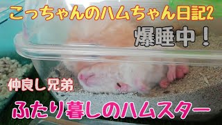 ふたり暮しのハムスター「こっちゃんのハムちゃん日記2」