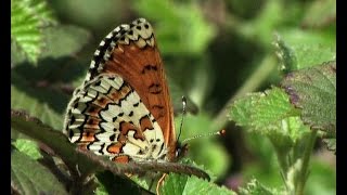 La Mélitée du plantain (Melitaea cinxia)