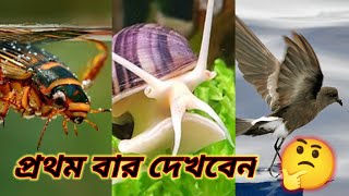 জলের উপরে চলতে পারা ৫ টি প্রাণী । 5 Animal's They Can Walk on Water/How They walk on water surface.