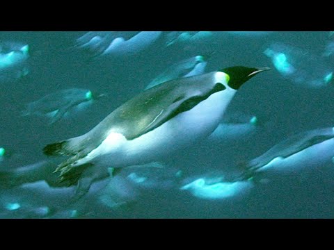 Do penguins get all their food from water?