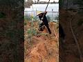 Digging Blueberry Seedlings  Guess What He Is Saying  #satisfying #agriculture