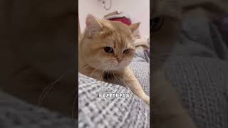 超可爱的按摩店技术总监，你想不想也来一个？ #cat #cuteanimals #cutecats