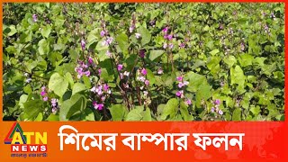 শিমের ভাল ফলন খুশী কৃষক | Bean Cultivation | Manikganj | ATN News