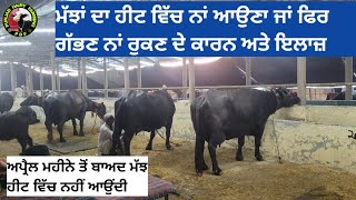 ਮੱਝਾਂ ਦਾ ਹੀਟ ਵਿੱਚ ਨਾਂ ਆਉਣ ਦੇ ਕਾਰਨ ਅਤੇ ਇਲਾਜ਼।। Punjab Dairy Farming