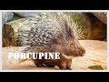 Would you ever imagine that a porcupine sounds like this?