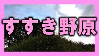 【10分間の癒し】里山のすすき【音と風】